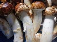 記事ID:886のサムネイル